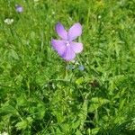 Viola cornuta Flower