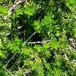Rubia fruticosa Hoja