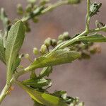 Lepidium lasiocarpum Bloem