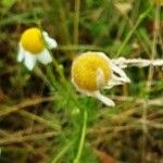 Tripleurospermum inodorum Blüte