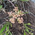 Eriogonum umbellatum Цвят