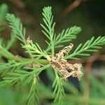 Myriophyllum aquaticum Характер