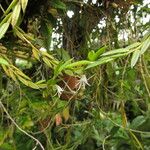 Angraecum doratophyllum Habit