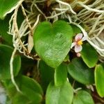 Begonia elaeagnifolia 葉
