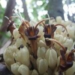 Oxera subverticillata Flor