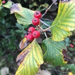 Crataegus punctata Fruto