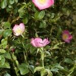 Rosa × dumetorum Otro