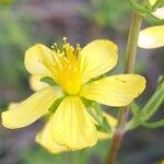 Hypericum hyssopifolium Цвят