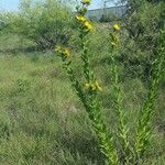 Silphium radula 整株植物