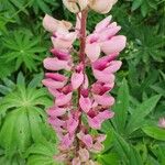 Lupinus perennis Blomma