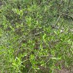 Diospyros texana Folha