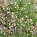 Isolepis cernua Flower