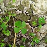 Marsilea quadrifolia Leaf