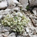 Saxifraga squarrosa Floare