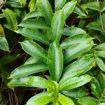 Allamanda schottii Φύλλο