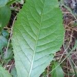 Gymnanthemum amygdalinum Leaf