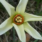 Narcissus poeticus Virág