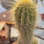 Echinopsis candicans Leaf