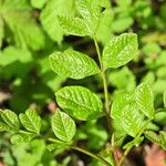 Fraxinus latifolia Leaf