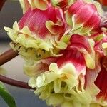 Kalanchoe miniata Flower