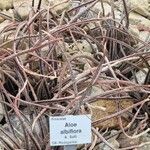 Aloe albiflora Máis