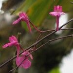 Comparettia falcata অন্যান্য