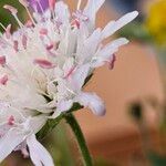 Knautia mauritanica