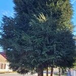 Chamaecyparis lawsoniana Хабит