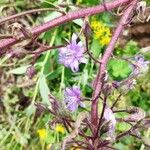 Lactuca alpina Flor