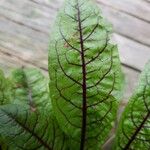 Rumex sanguineus Leaf