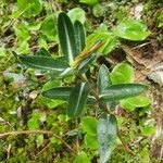 Kalmia polifolia Folha