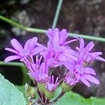 Pericallis aurita Λουλούδι