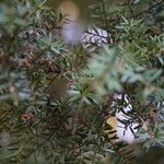 Podocarpus totara Hoja
