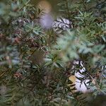 Podocarpus totara Feuille