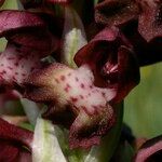Anacamptis coriophora Flor
