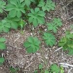 Hydrastis canadensis Leaf