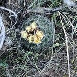 Pediocactus simpsonii Flower