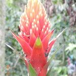 Guzmania conifera 花
