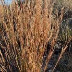 Schizachyrium scoparium Blatt