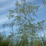 Nothofagus obliqua Hábito