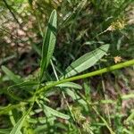 Coreopsis lanceolata Frunză