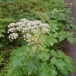 Heracleum maximumFloare