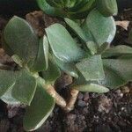 Kalanchoe dinklagei Ліст