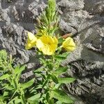 Oenothera glaziovianaЦветок