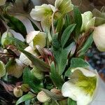 Helleborus orientalis 花