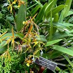 Epidendrum ciliare Květ