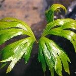 Dipteris conjugata Leaf