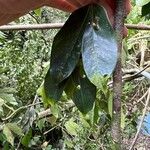 Cynometra retusa Hoja