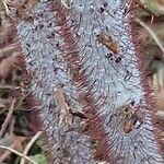 Rubus thibetanus Corteza