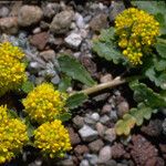 Lepidium flavum ᱛᱟᱦᱮᱸ